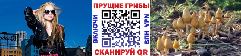 Псилоцибиновые грибы Cubensis  Поворино 